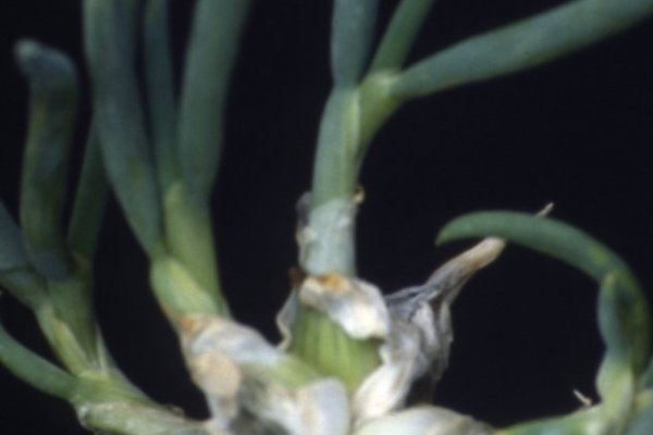 Официальный сайт даркнет