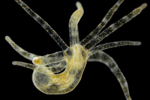 Kraken зеркала маркетплейс