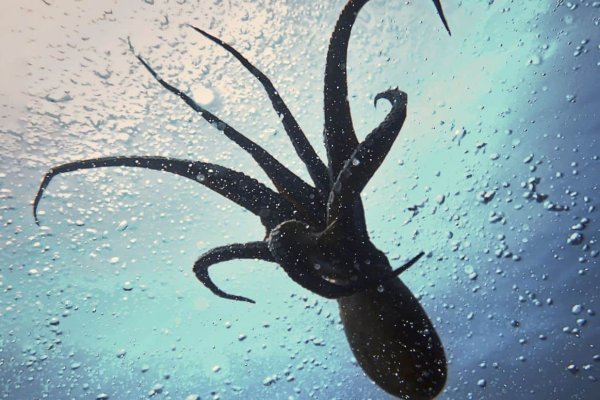 Kraken17at